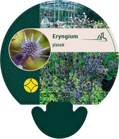 Eryngium planum geen maat specificatie 0,55L/P9cm - afbeelding 5