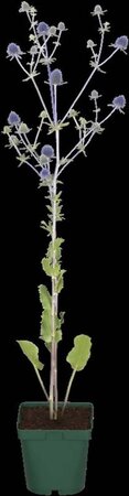 Eryngium planum geen maat specificatie 0,55L/P9cm - afbeelding 3