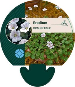 Erodium reichardii 'Album' geen maat specificatie 0,55L/P9cm - afbeelding 4