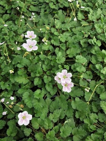 Erodium reichardii 'Album' geen maat specificatie 0,55L/P9cm - afbeelding 2