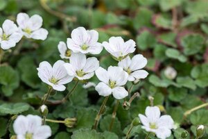 Erodium reichardii 'Album' geen maat specificatie 0,55L/P9cm - afbeelding 3