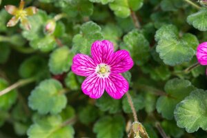 Erodium variabile 'Bishop's Form' geen maat specificatie 0,55L/P9cm - afbeelding 2