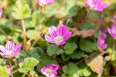 Erodium variabile 'Bishop's Form' geen maat specificatie 0,55L/P9cm - afbeelding 3