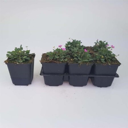 Erodium variabile 'Bishop's Form' geen maat specificatie 0,55L/P9cm - afbeelding 6