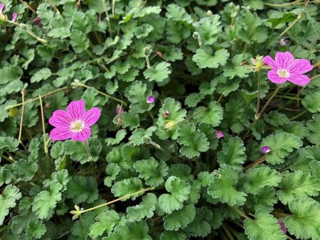 Erodium variabile 'Bishop's Form' geen maat specificatie 0,55L/P9cm - afbeelding 4