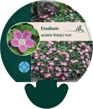 Erodium variabile 'Bishop's Form' geen maat specificatie 0,55L/P9cm - afbeelding 8