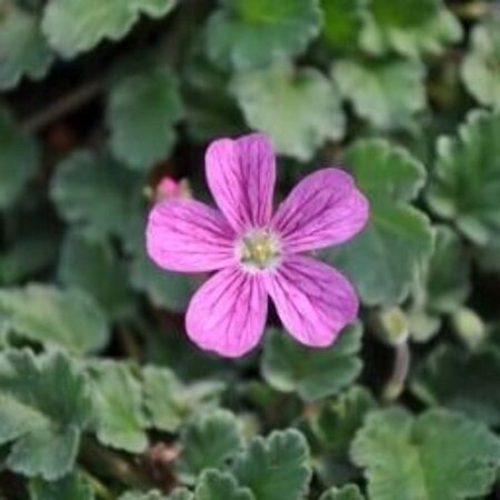 Erodium variabile 'Bishop's Form' geen maat specificatie 0,55L/P9cm - afbeelding 7