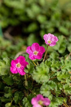 Erodium variabile 'Bishop's Form' geen maat specificatie 0,55L/P9cm - afbeelding 5