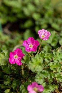 Erodium variabile 'Bishop's Form' geen maat specificatie 0,55L/P9cm - afbeelding 5