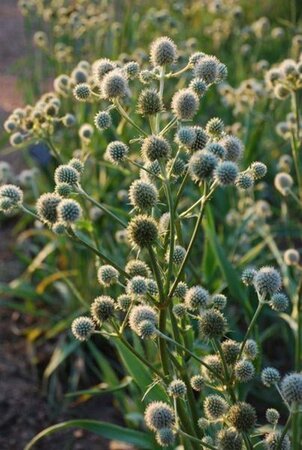 Eryngium yuccifolium geen maat specificatie 0,55L/P9cm - afbeelding 3