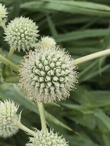 Eryngium yuccifolium geen maat specificatie 0,55L/P9cm - afbeelding 1