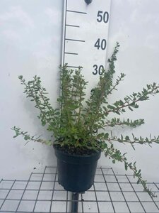 Escallonia 'Donard Seedling' geen maat specificatie cont. 3,0L - afbeelding 1