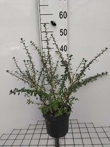 Escallonia 'Donard Seedling' geen maat specificatie cont. 3,0L - afbeelding 2