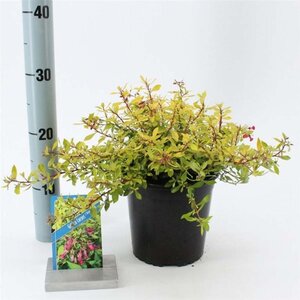 Escallonia Golden Carpet 25-30 cm cont. 2,0L