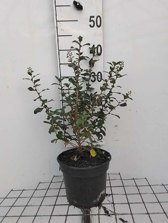 Escallonia 'Iveyi' 40-50 cm cont. 3,0L