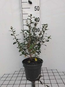 Escallonia 'Iveyi' 40-50 cm cont. 3,0L