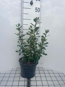 Escallonia 'Iveyi' geen maat specificatie cont. 3,0L