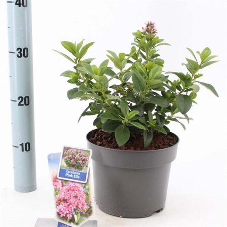 Escallonia laevis Pink Elle 30-40 cm cont. 3,0L - afbeelding 1