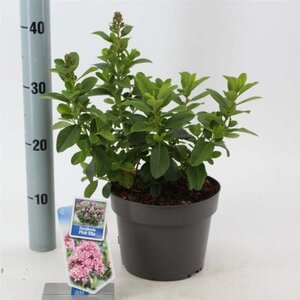 Escallonia laevis Pink Elle 30-40 cm cont. 3,0L - afbeelding 2