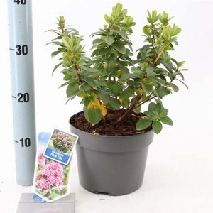 Escallonia laevis Pink Elle 30-40 cm cont. 3,0L - afbeelding 3