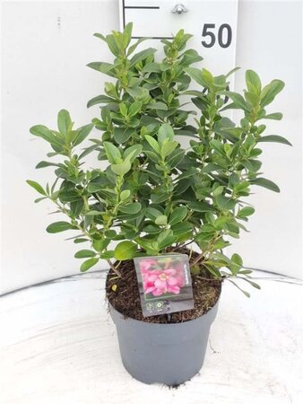 Escallonia laevis Pink Elle 30-40 cm cont. 3,0L - afbeelding 6