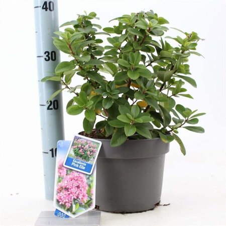 Escallonia laevis Pink Elle 30-40 cm cont. 3,0L - afbeelding 4