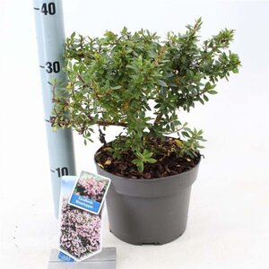 Escallonia laevis Showstopper 30-40 cm cont. 3,0L - afbeelding 1