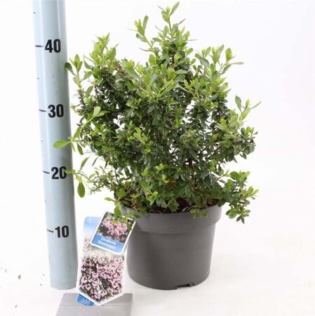 Escallonia laevis Showstopper 30-40 cm cont. 3,0L - afbeelding 2