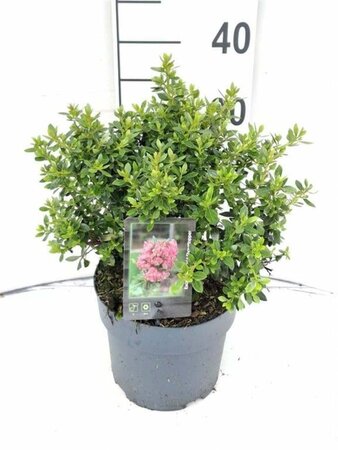 Escallonia laevis Showstopper 30-40 cm cont. 3,0L - afbeelding 4