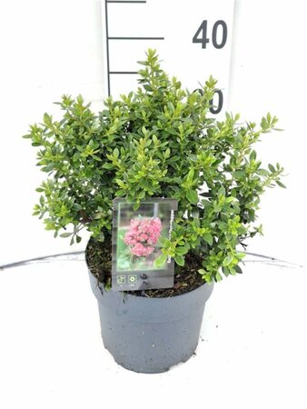 Escallonia laevis Showstopper 30-40 cm cont. 3,0L - afbeelding 6