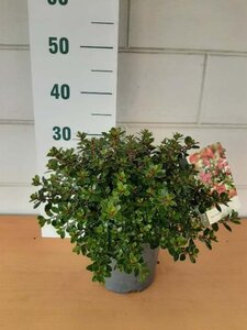 Escallonia 'Red Dream' geen maat specificatie cont. 3,0L - afbeelding 2