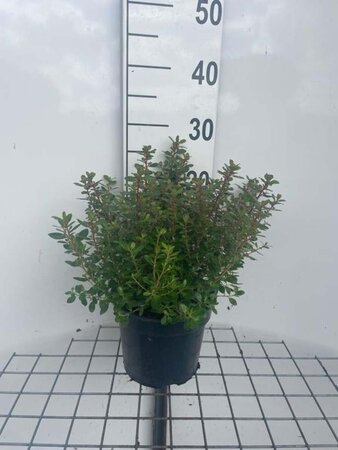 Escallonia 'Red Dream' geen maat specificatie cont. 3,0L - afbeelding 1