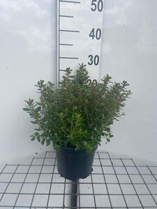 Escallonia 'Red Dream' geen maat specificatie cont. 3,0L - afbeelding 1