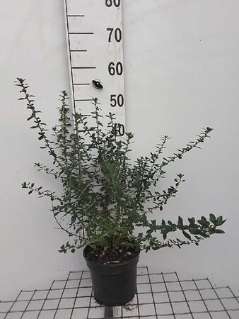 Escallonia 'Red Elf' 40-50 cm cont. 3,0L