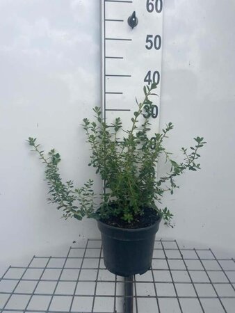 Escallonia 'Red Elf' geen maat specificatie cont. 3,0L