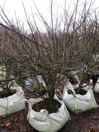 Euonymus alatus 175-200 cm cont. 100L - afbeelding 1