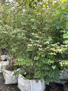 Euonymus alatus 175-200 cm cont. 100L - afbeelding 2