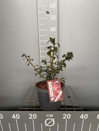 Euonymus alatus 30-40 cm cont. 3,0L - afbeelding 2