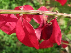 Euonymus alatus 40-50 cm cont. 3,0L - afbeelding 4