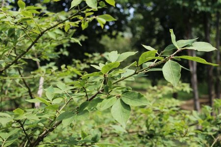 Euonymus alatus 40-50 cm cont. 3,0L - afbeelding 8