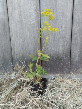 Euphorbia amygdal. robbiae geen maat specificatie 0,55L/P9cm - afbeelding 3