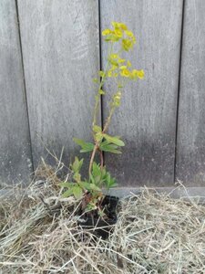 Euphorbia amygdal. robbiae geen maat specificatie 0,55L/P9cm - afbeelding 3