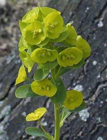 Euphorbia amygdal. robbiae geen maat specificatie 0,55L/P9cm - afbeelding 4