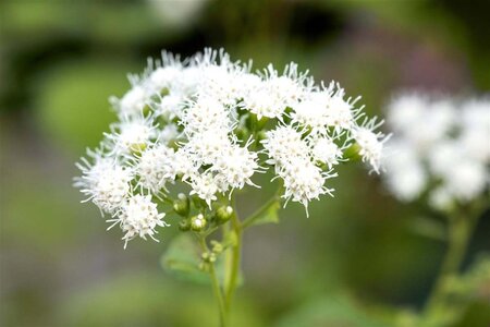 Eupatorium 'Baby Joe' geen maat specificatie 0,55L/P9cm - afbeelding 2