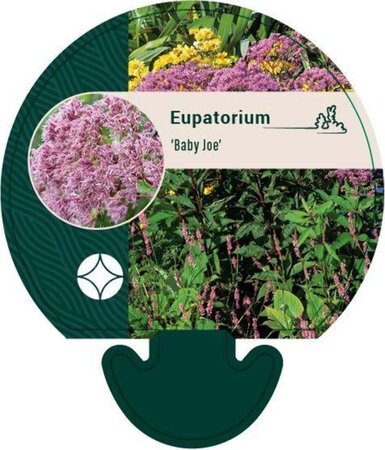 Eupatorium 'Baby Joe' geen maat specificatie 0,55L/P9cm - afbeelding 5