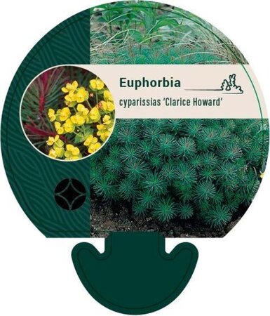 Euphorbia cyp. 'Clarice Howard' geen maat specificatie 0,55L/P9cm - afbeelding 1