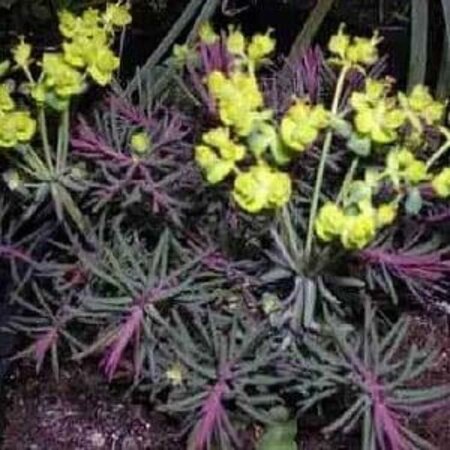 Euphorbia cyp. 'Clarice Howard' geen maat specificatie 0,55L/P9cm - afbeelding 2