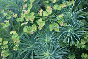 Euphorbia cyp. 'Fens Ruby' geen maat specificatie 0,55L/P9cm