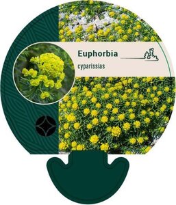 Euphorbia cyparissias geen maat specificatie 0,55L/P9cm - afbeelding 5