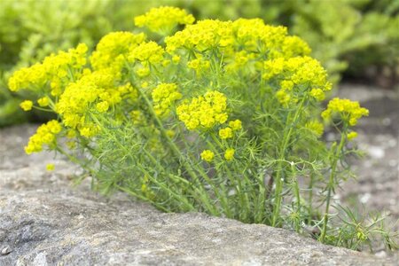 Euphorbia cyparissias geen maat specificatie 0,55L/P9cm - afbeelding 2